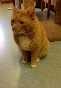 Pitbull is a large young male kitty! He is very loving and affectionate. Pitbull loves to play and is an amazing mouser. He is okay with most other cats and would do find in a home with dogs and children.