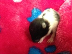 Tigger is one of our litter that was born here early one morning in March. We have watched him grow from just a little jelly bean into a wonderful young hamster. He really enjoys his wheel and tunnels.