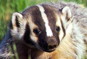 Badger