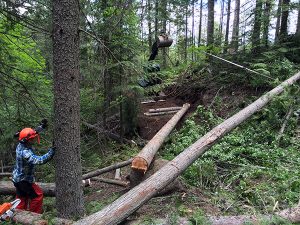 TCT bridge span on Montane section.