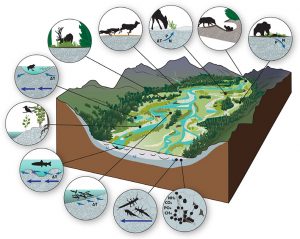 Scientific illustration notes the complexity of organisms that benefit from gravel-bed river floodplain ecosystems.