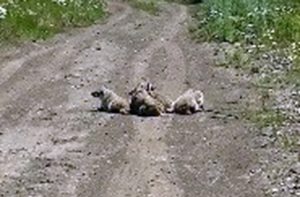 Cropped Badgers at Animal Pound