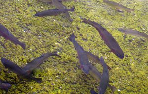 Kootenay Trout Hatchery 2