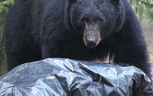 Beargarbage