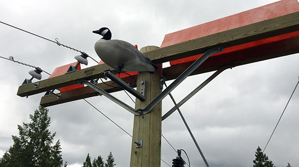 ‘Goose guards’ around the East Kootenay act as a decoy to nesting osprey that have been using BC Hydro poles as a home. Photos courtesy BC Hydro