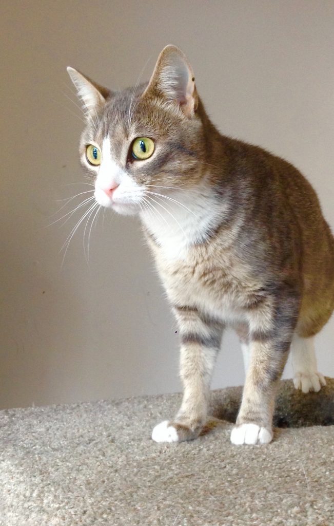 Jill is a VERY unique kitty; she only has half a tail! Jill is extremely affectionate, friendly, and loves to be petted and pampered. She is very active and loves to play. Jill would do best in a home with no other cats.