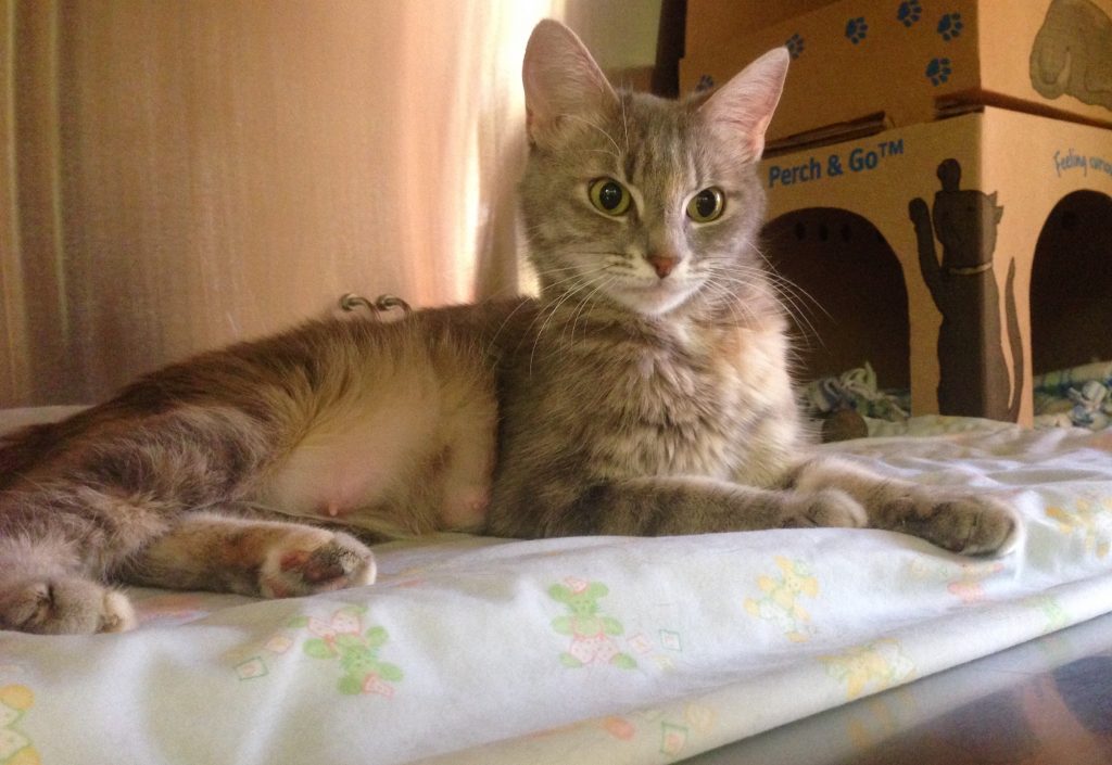 Sweetpea is a small cat that loves to be pet. She will brush up against you until you pay her lots of attention. Sweetpea has had lots of fun with the children from kids camp. She does not like other cats or dogs.