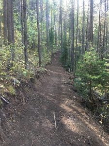 A section of completed trail in a forested area on the Branch H to Cokato trail.