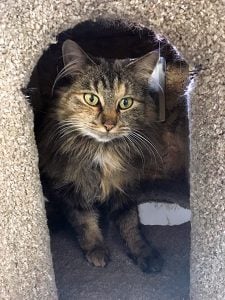 Amelia is great with other cats and when she sees you coming will turn onto her back and wait for a good tummy tickle. She has beautiful long fur, wonderful colourings and enjoys being groomed. Amelia loves to play.