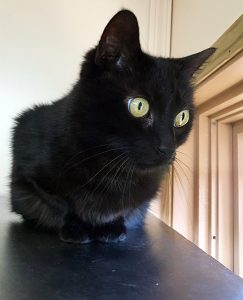 Bubba is a staff favourite around here! He loves to be groomed and pet by all. Bubba LOVES to play! His all time favourite toy is the fake furry mice. He is okay with some other cats but he likes to be in charge. Bubba would do best in a home where he is allowed both indoors and outdoors.