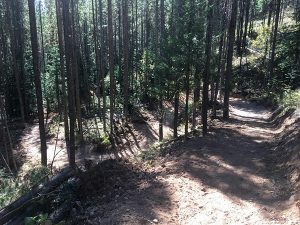 New trail section (re-route) near the Wapiti Ski Hill trailhead.