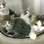 BC SPCA East Kootenay Happenings