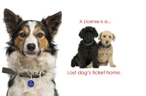 dog-licence