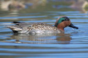 Green-winged Teal 