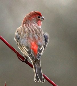 House finch - All About Birds image