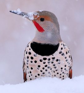 Northern Flicker. All About Birds image