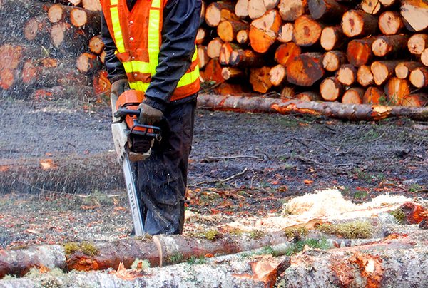 AAC decreased for Cranbrook Timber Supply Area