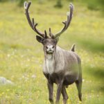 Can we save our endangered mountain caribou?