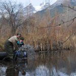 Beavers: friend or foe?