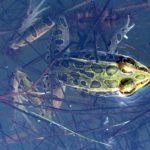 Conservation program funding approved with a concern
