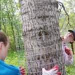 Wetland enhancements help species at risk