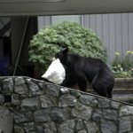Bear hitting easy garbage on Slalom Drive