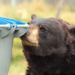 Bear and moose sightings in Elk Valley