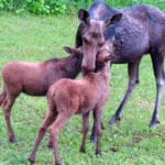 Lake Trail closed due to moose charges