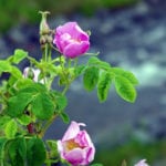 Spring in the East Kootenay