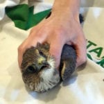 Magic of kindness saves merlin