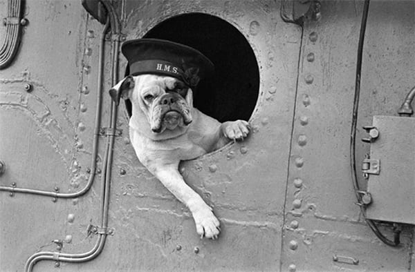 History - Topics & Posted Articles  - Page 25 3.-Venus-the-Bulldog