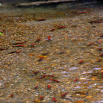First Nation and BCWF call for investigation and penalties