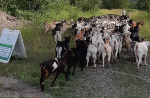 Invasive plants management showcased at open house | Elk Valley, Fernie - E-Know.ca