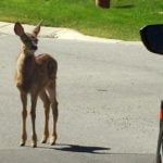 Spring means more wildlife on road, more crash risk