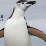 Wild and Scenic Film Festival going hybrid