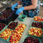 Jaffray-Baynes Lake Farmers’ Market begins June 15