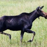 Shypitka reintroduces Wildlife Amendment Act