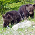 Fernie increases homeowner fines for wildlife attractants
