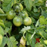 Program helps new farmers find land match