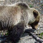 Parks Canada reminds it’s bear season