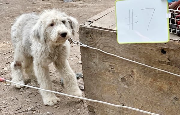 Dogs and cats seized from individual with history of animal cruelty 