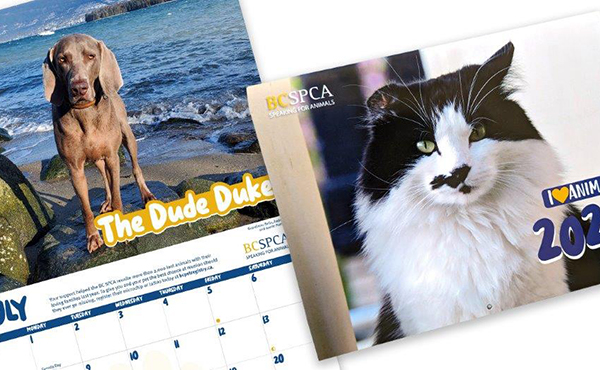 Enter your pet in BC SPCA’s 2024 Calendar Contest