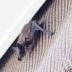 Please report bats using exterior shades and awnings