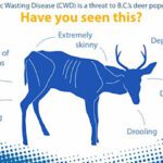 25 regional deer to be harvested for CWD testing