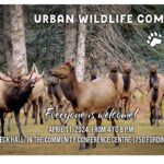 Urban Wildlife Committee meeting in Elkford April 11