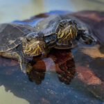 Turtle Day coming to Elizabeth Lake on April 23