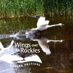 Wings Over the Rockies May 6 to 12