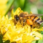 A beekeeper sweetens her skills