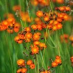 EKISC and RDEK get invasive plant fight funds
