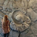 Ammonite fossil replica on display at Fernie VIC